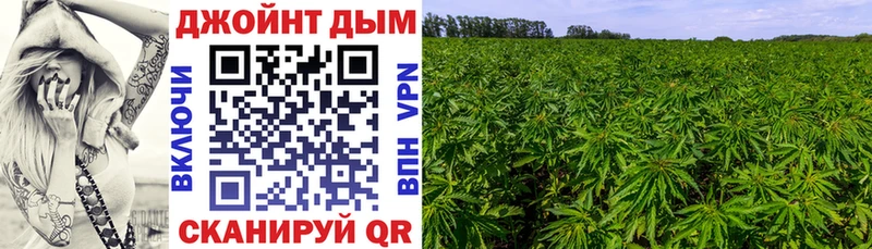 Конопля OG Kush  Циолковский 